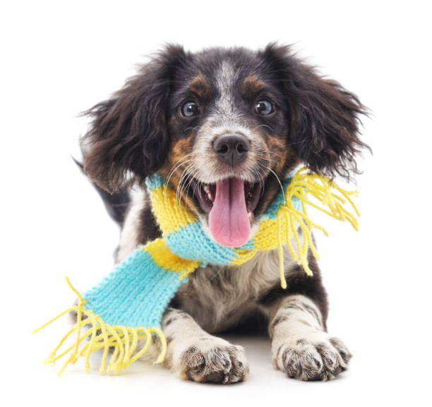 istock Dog in a scarf. 1128277320