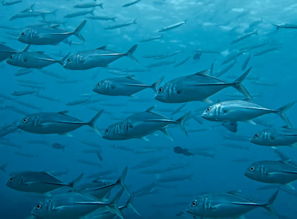 istock Full Frame School of Trevally Fish in Blue Ocean 1128280036
