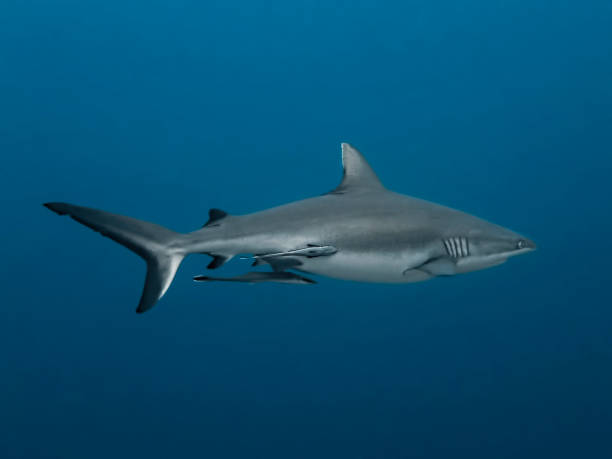 istock Pregnant Gray Reef Shark with Remoras in Blue Ocean 1128280037