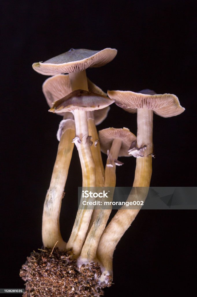 Psilocybe cubensis - fresh magic mushrooms in soil with a black background Psilocybe Mushroom Stock Photo