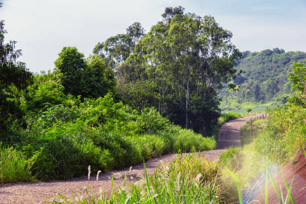 istock Road in the interior of Brazil. 1128281681