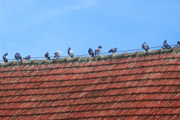istock row of pigeons on a roof 1128282490