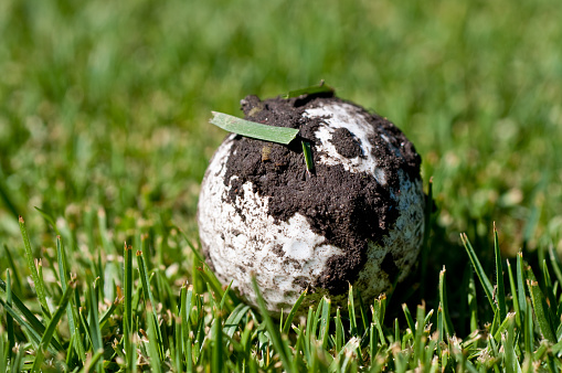 Golf ball that is covered with dirt and grass, possibly from being hit into the rough