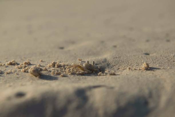 istock Crab on the Beach in his shelter 1128282569