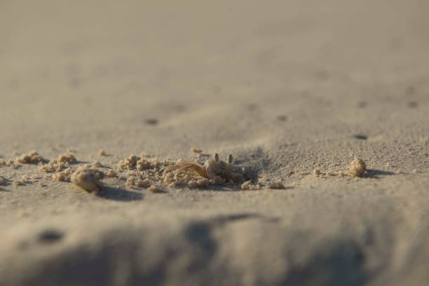 istock Crab on the Beach in his shelter 1128282571