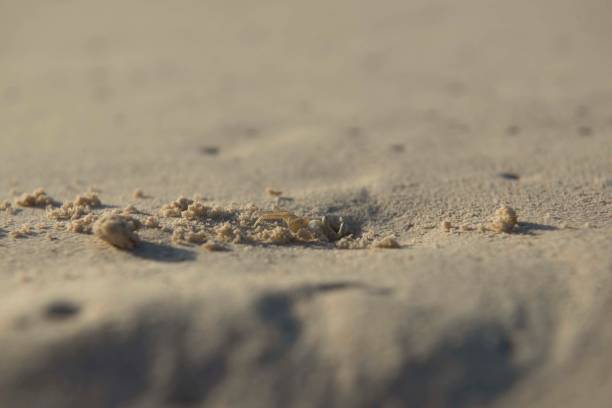 istock Crab on the Beach in his shelter 1128282573
