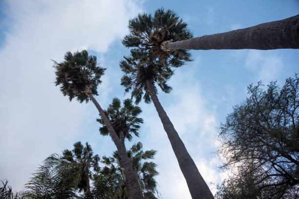 istock Palm Trees and Other Foliage Against Blue Sky 1128283187