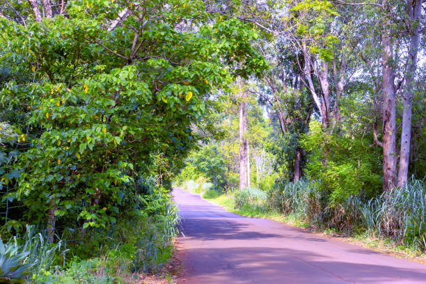 istock Road in the interior of Brazil. 1128284548