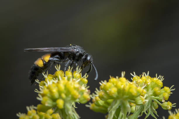 istock Scolia hirta sitting on a yellow flower 1128287648