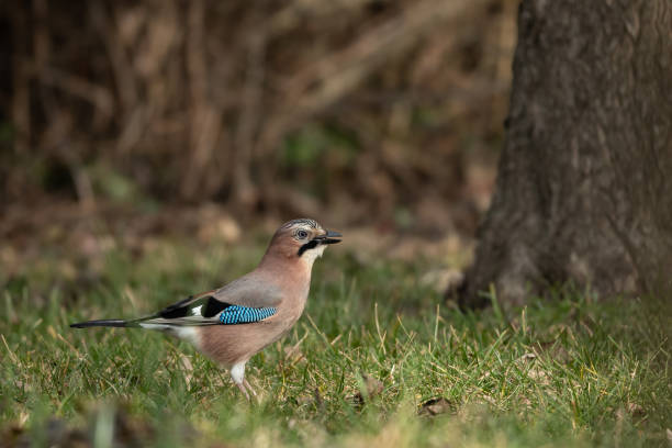 An Eurasian jay (Garrulus glandarius) looking for food on the ground, Vienna Austria