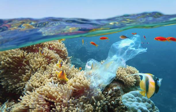 The world ocean pollution. Beautiful tropical coral reef with sea anemones, clownfish and colorful coral fish - polluted with plastic bag. The sea surface view. Environmental protection concept microplastic photos stock pictures, royalty-free photos & images