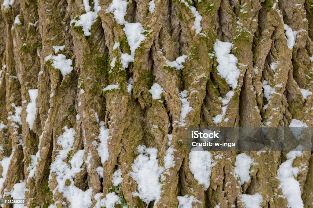Poplar tree bark with snow Abstract Stock Photo
