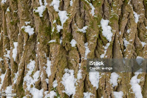 Poplar Tree Bark With Snow Stock Photo - Download Image Now - Abstract, Aging Process, Backgrounds
