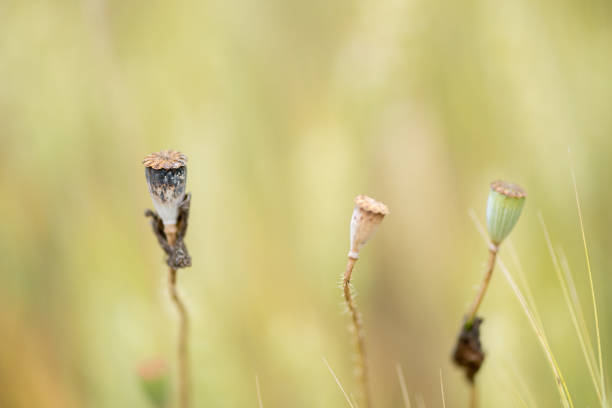 istock Detail of some poppies 1128288437