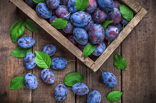 Plums overhead vibrant color arrangement with green leaves in old rustic wooden box and some spilled on dark brown wooden table studio shot