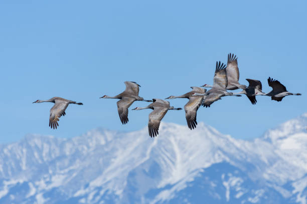 istock Flight of Sandhill Cranes With the Sangre de Cristo Mountains as a Backdrop 1128290792