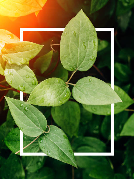 istock Creative layout made of green leaves with a drawn white frame. Summer minimal concept. Copy space for text 1128291391