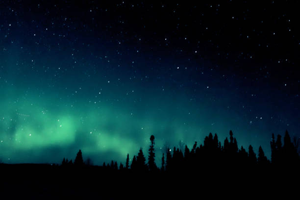 Northern Lights Over Labrador Northern Lights (Aurora Borealis) silhouetted by a skyline of spruce trees. geomagnetic storm photos stock pictures, royalty-free photos & images
