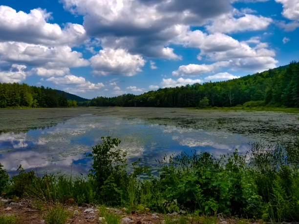 istock Swamp in Maine 1128293822