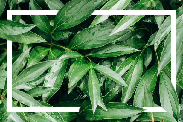 istock Creative layout made of green leaves with a drawn white frame. Summer minimal concept. Copy space for text 1128293849