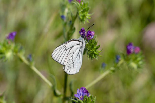butterfly flower nature