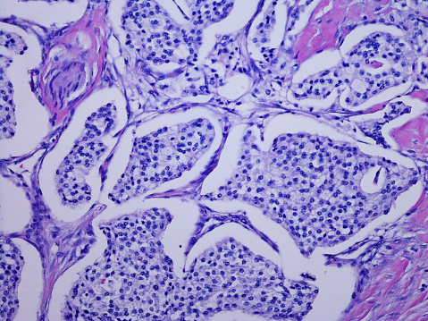 The study of plant tissues under the microscope in the laboratory.