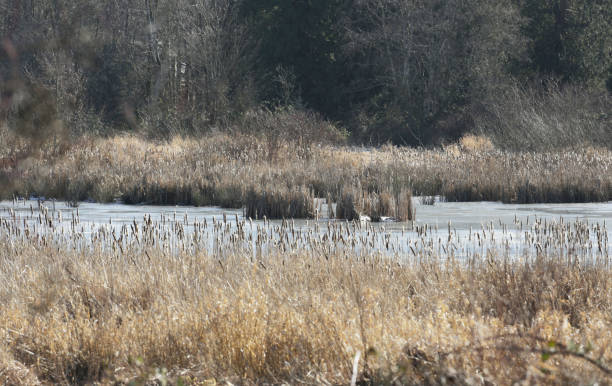 istock Frozen Flood Plain in the Fraser Valley, Canada 1128296029