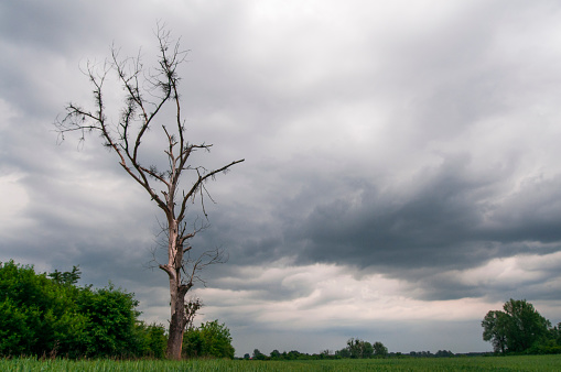 A dried up dead tree with storm clouds in the background in the Lower Silesia in Poland