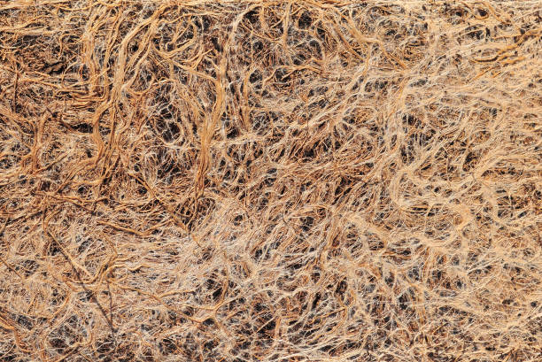 istock Crowed, dense roots from under the transplanting flowerpot background 1128296365