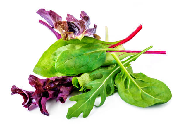 a salada deixa a mistura com rucola, alface vermelha, espinafre e acelga, folha isolada no fundo branco. - leaf vegetable radicchio green lettuce - fotografias e filmes do acervo