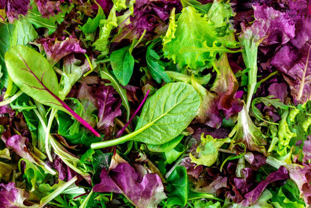 il mix di insalate lascia lo sfondo. motivo di insalata fresca con rucola, lattuga viola, spinaci, frisee e foglie di bietola - lettuce endive abstract leaf foto e immagini stock
