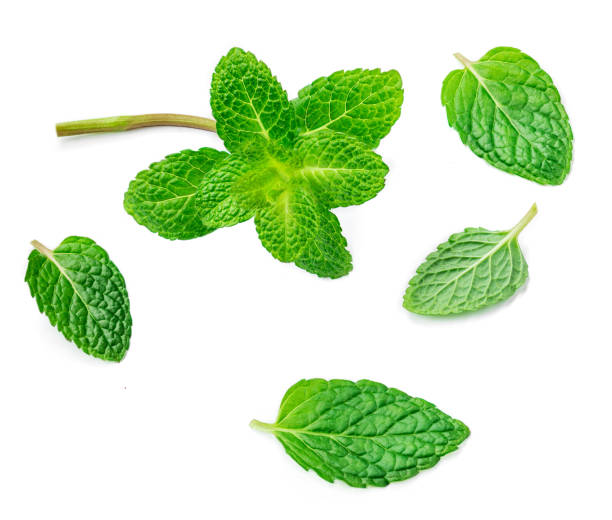 istock Flying Mint leaves isolated on white background. Fresh Spearmint, peppermint leaf 1128297250