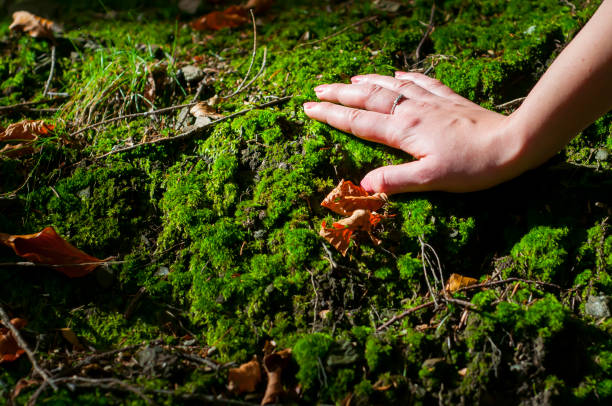 istock Womans hand touching moss in the forest 1128297279