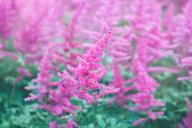 istock Floral background with lila Astilbe flowers 1128297294