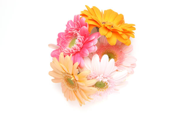 istock bouquet of transvaal daisy in a white background 1128300066
