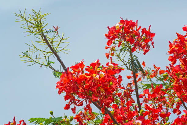 istock Acacia flamboyant (Delonix regia) 1128300300