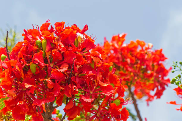 istock Acacia flamboyant (Delonix regia) 1128300573