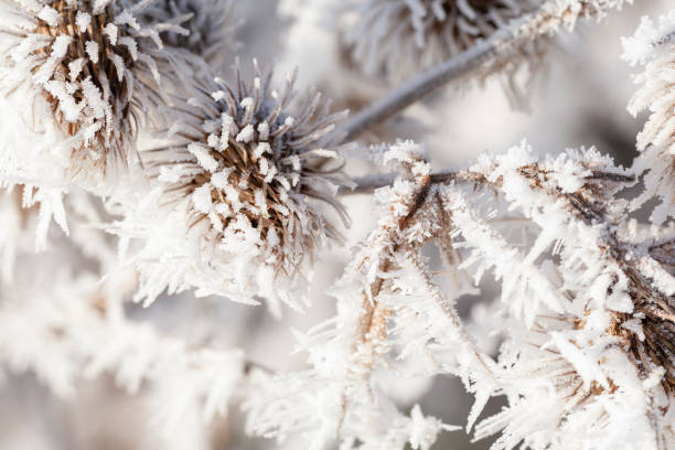 istock Winter frost on a garden thistle close up 1128302744