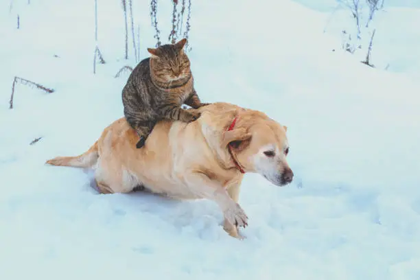 Photo of Funny cat and dog are best friends. Cat riding the dog outdoors in snowy winter