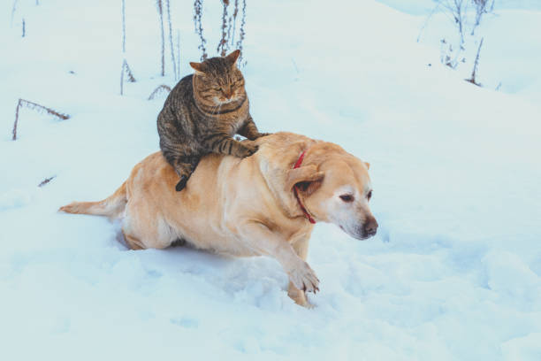cão e gato engraçado são melhores amigas. gato andando o cão ao ar livre no inverno nevado - animal dog winter snow - fotografias e filmes do acervo