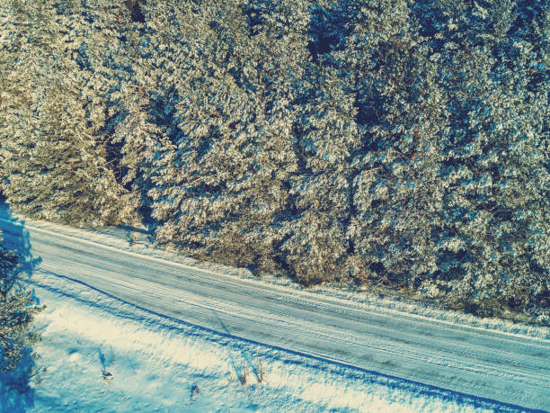 Snowy road along the winter pine forest. Pine trees covered with snow. Winter nature