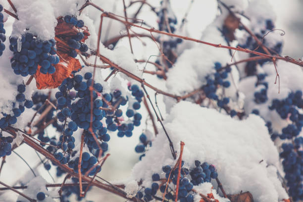 istock Covered with snow red wine grapes on the grapevine in winter 1128306753