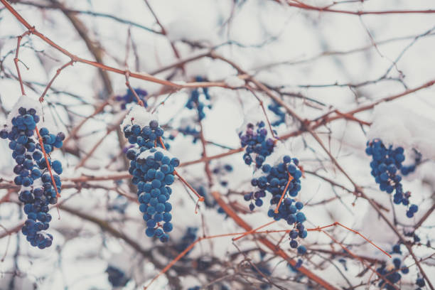 istock Covered with snow red wine grapes on the grapevine in winter 1128306758
