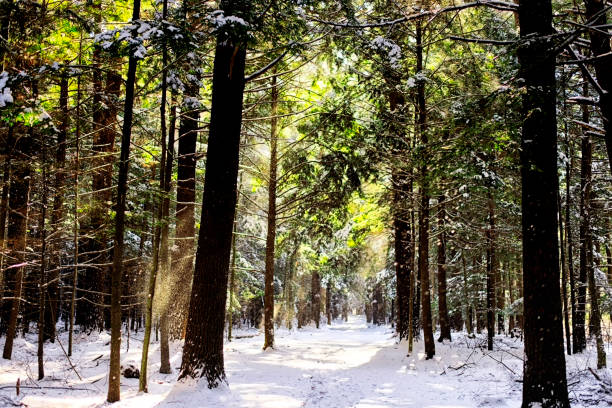 Sunlight beams shinning through a hemlock forest in White memorial conservation area in Litchfield Connecticut.