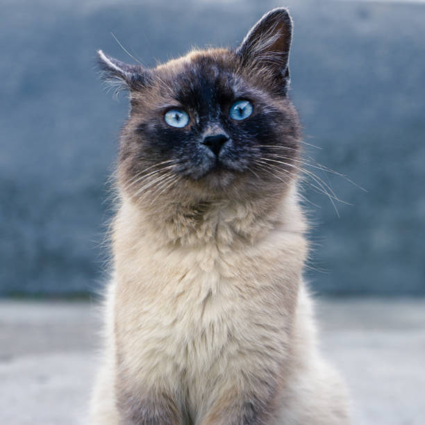 istock Siamese cat. Funny ears and eyes. 1128308659