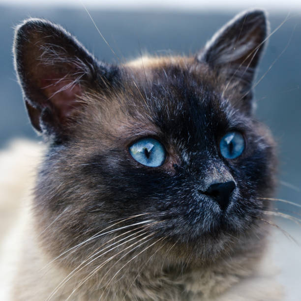 istock Siamese cat. Funny ears and eyes. 1128308679