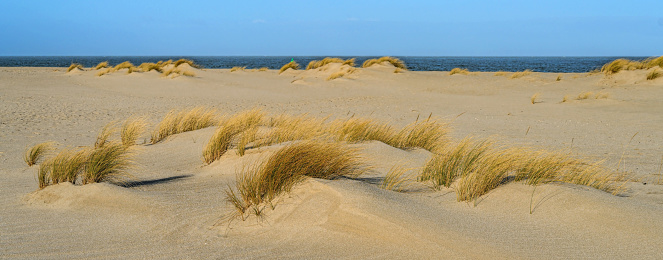 Sand dunes with marram grass on beach of island Sylt, Germany