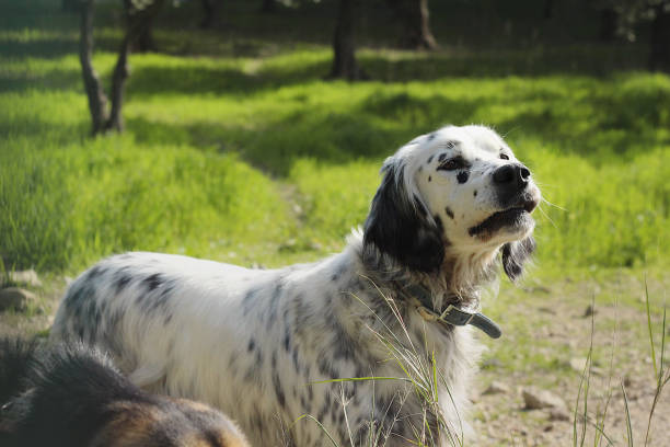 istock cute dog photo 1128309754