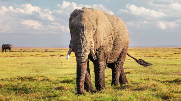 istock African bush elephant ( Loxodonta africana ) walking in low grass on savanna. 1128309925