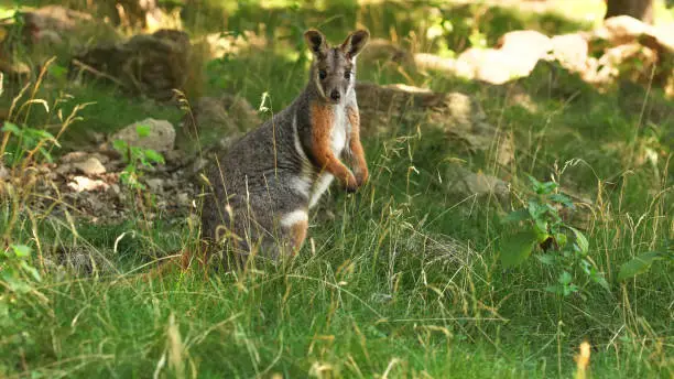 Yellow-footed rock-wallaby kangaroo ( Petrogale xanthopus ) standing in low grass.